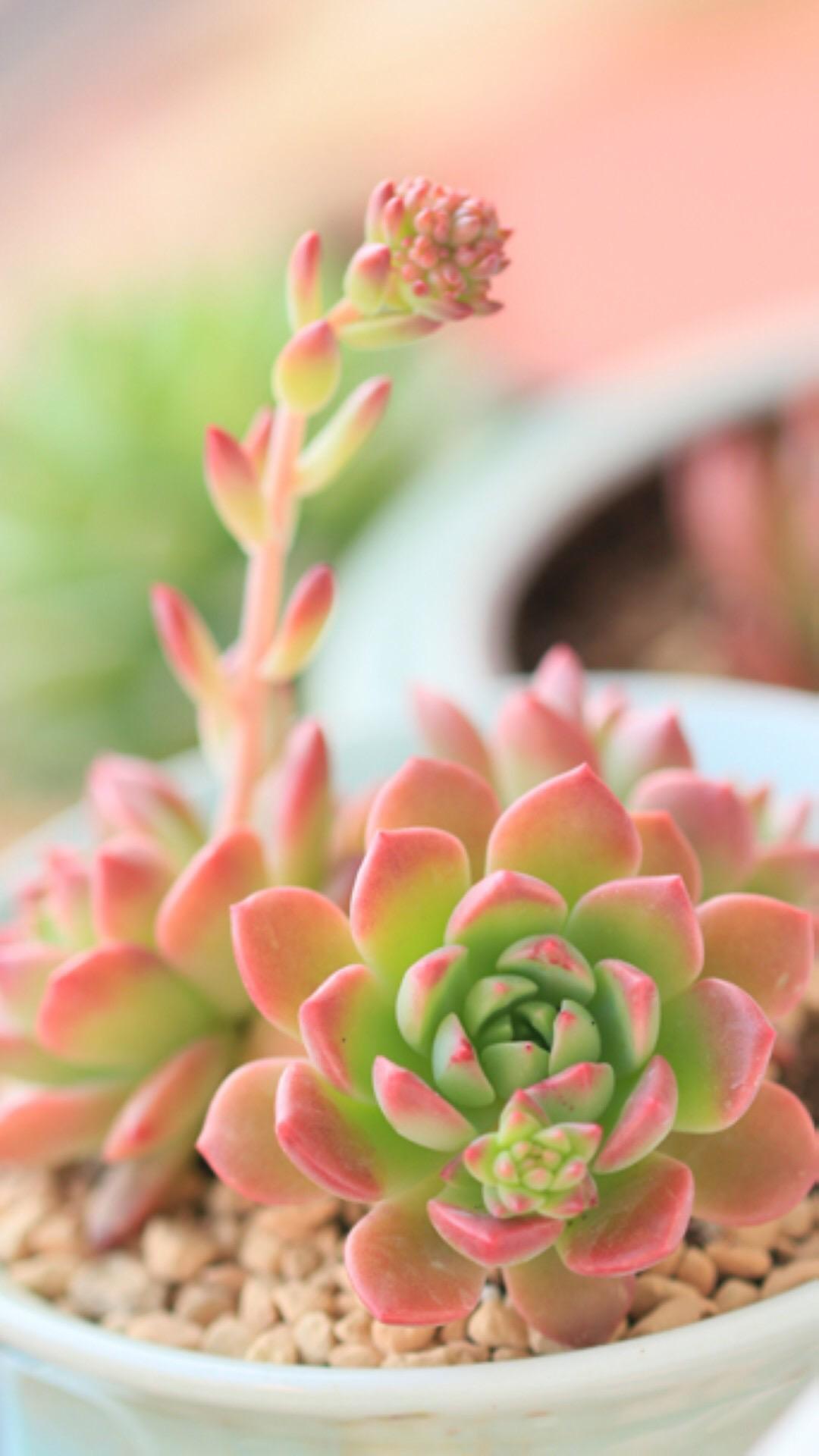 最新多肉植物，獨(dú)特的植物美學(xué)觀(guān)點(diǎn)探討