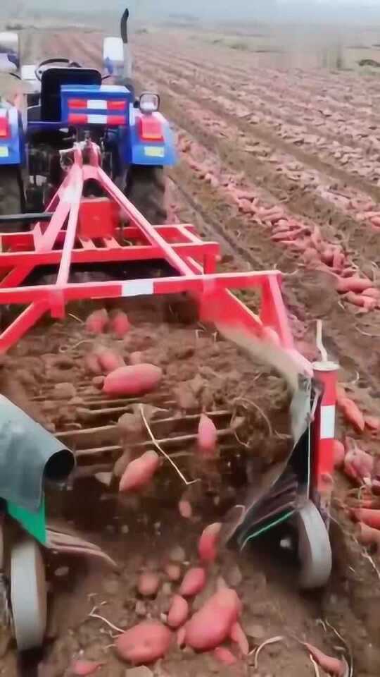 科技革新引領(lǐng)紅薯挖掘新紀元，最新挖紅薯機器亮相！