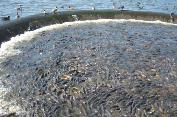 美國鯉魚成災(zāi)背后秘密揭秘，鯉魚泛濫與小巷獨特小店的故事