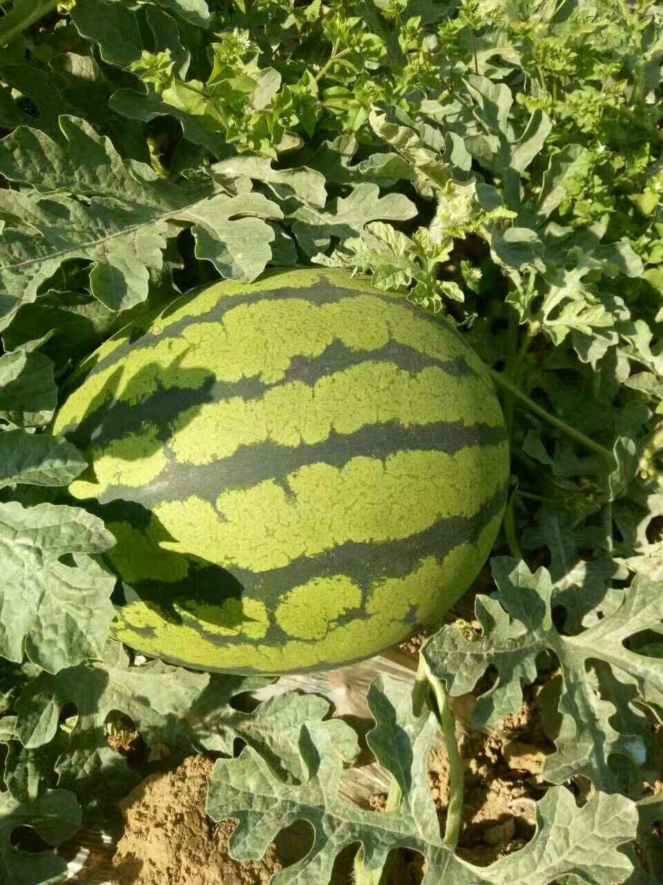 惠民西瓜最新價(jià)格，一顆瓜的成長之路與你的成長相伴