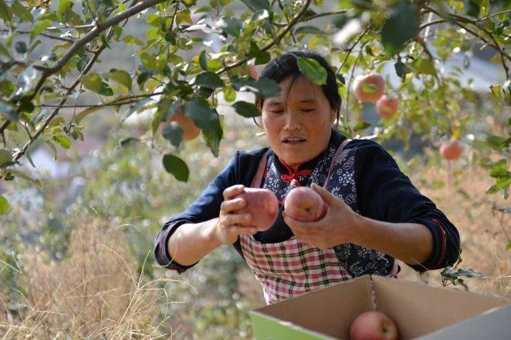 沂源蘋果最新價格，綠色之旅帶來內(nèi)心的平靜