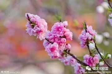 科技巔峰之作桃花開啟未來生活新紀元，最新章節(jié)預(yù)覽