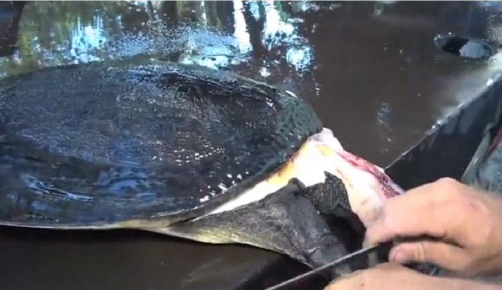 最新釣甲魚(yú)，一段垂釣樂(lè)趣的溫馨時(shí)光