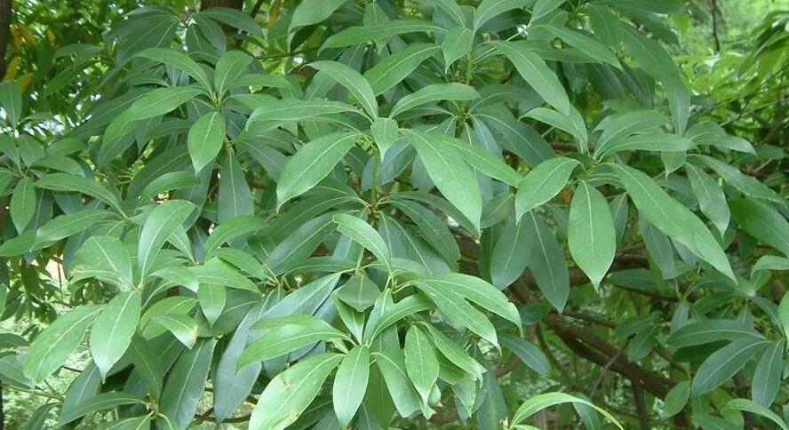 南山楠最新，自然美景的輕松探索之旅