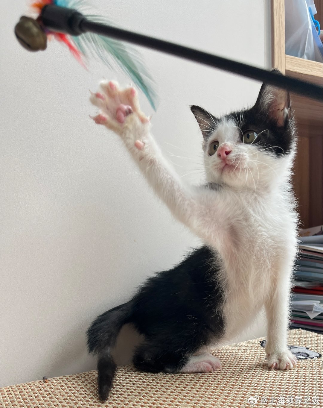 最新貓咪rr深度探究與論述