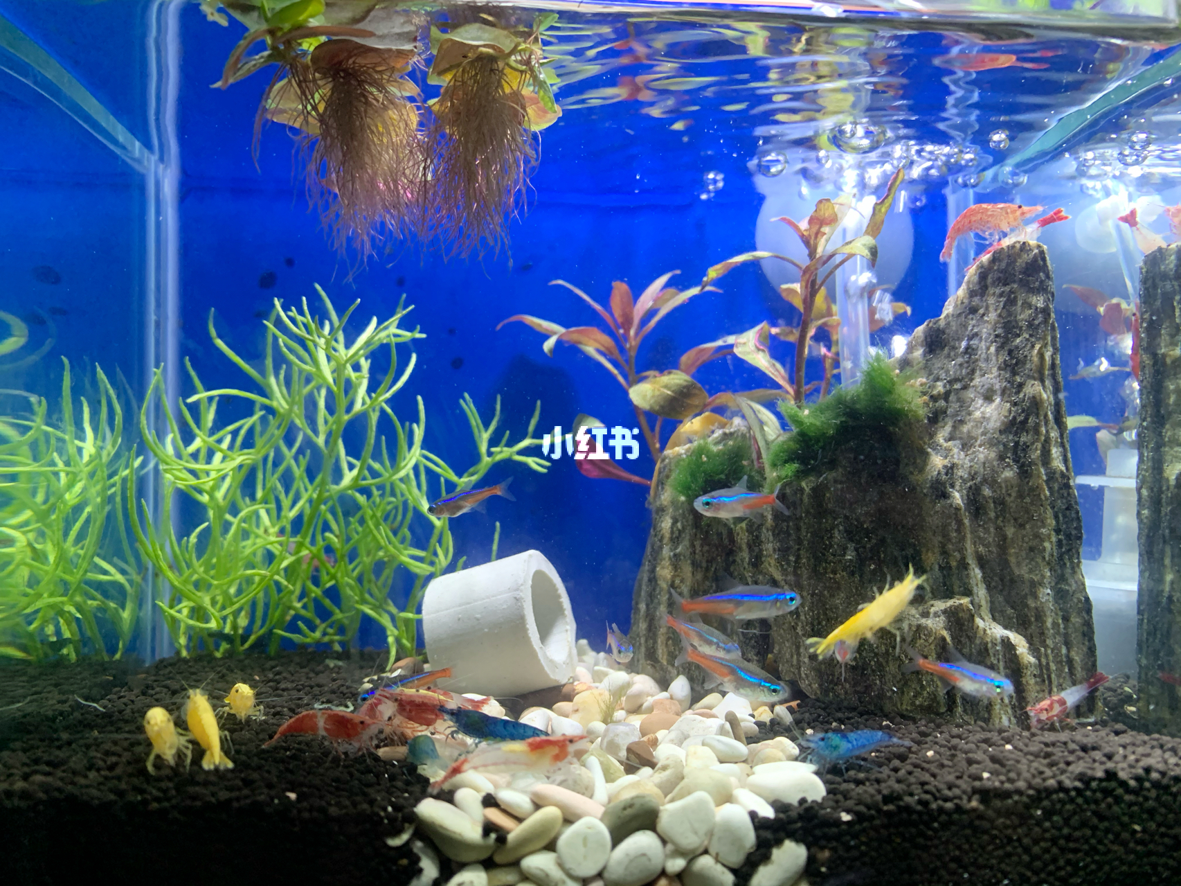 最新魚缸圖片，水族美學(xué)的時(shí)代變遷欣賞