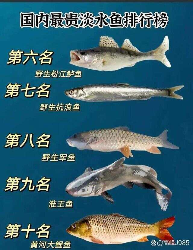 青魚(yú)國(guó)產(chǎn)最新論述，探索與解析