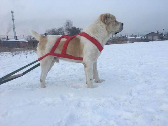 中亞犬，小巷深處的神秘秘境探索
