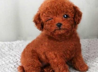 最新小鹿犬，趣事不斷，傳遞溫馨友誼與愛的小使者
