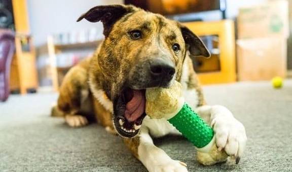 犬類智慧與人類勵(lì)志，最新狗狗新聞聚焦