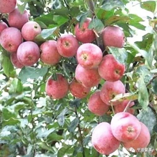 西太后愛(ài)心包最新系列，時(shí)尚與慈善的完美結(jié)合，展現(xiàn)獨(dú)特魅力風(fēng)采