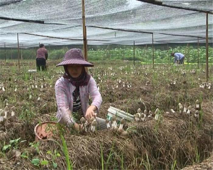 食用菌最新讀音及其背景、發(fā)展與地位概述