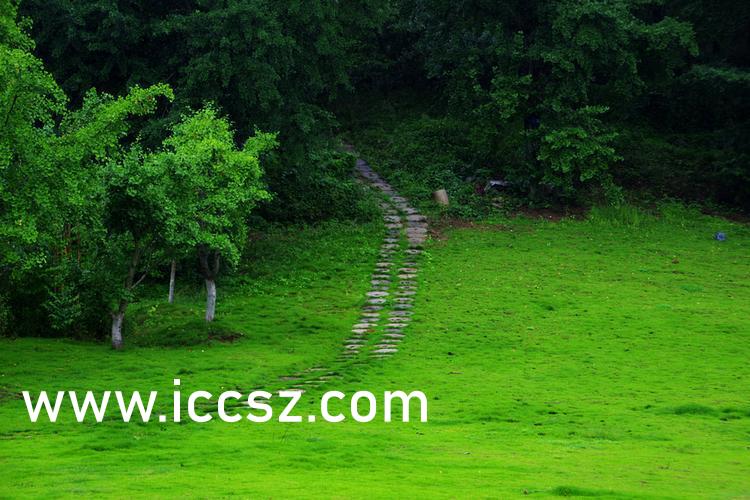 伊人最新一本，日常溫馨趣事與情感紐帶的交織